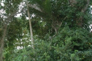 <strong>Ficus tinctoria - Ramon, Laurence - 129</strong><br />© Ramon, Laurence